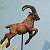 capricorn